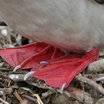 Red-footed Booby